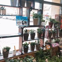 house plants! at Trader Joe's in Winter Park