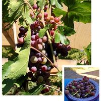 Vine to table!  at Terra Veg in Klamath Falls