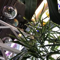 Lovely interior  at GRÜN in St Petersburg