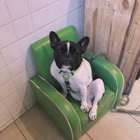 a! pug! in! an! armchair! at Eqvilibrivm Cafe in Barcelona