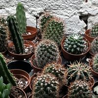   at Planted in Brooklyn