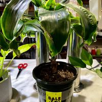   at Planted in Brooklyn