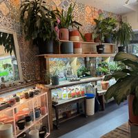Plants for sale   at Planted in Brooklyn