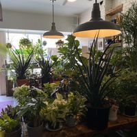 Plants in their restaurant now as of COVID at Planted in Brooklyn