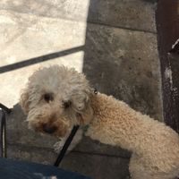 Pet friendly :) at esTACOmo quiere in Puebla