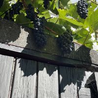   at The Courtyard in Looe