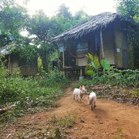 The accommodation  at Ecocio Eco Hostel in Coron
