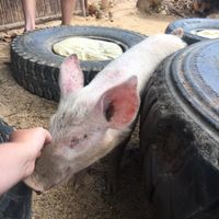 One of the pigs they have roaming around 😍 at Ecocio Eco Hostel in Coron