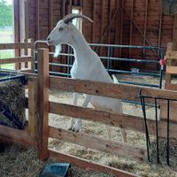 Goat barn prince at The Gray Barn in High Falls