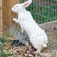 Bunny Barn at The Gray Barn in High Falls