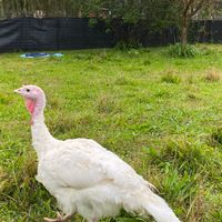 Drew, a turkey Woodstock Farm Sanctuary rescued from a live market before Thanksgiving 2022 at The Gray Barn in High Falls