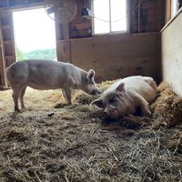 Two of the rescued pig residents. at The Gray Barn in High Falls