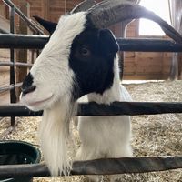 Benny  at The Gray Barn in High Falls