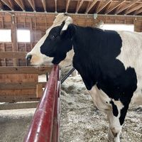 Colin  at The Gray Barn in High Falls