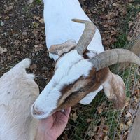 Incredible place with wonderful animals we were able to meet, Rena made incredible breakfasts and the Accommodations were very nice. at The Gray Barn in High Falls