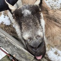   at The Gray Barn in High Falls