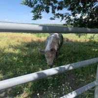 Pig at Farm Sanctuary in Watkins Glen