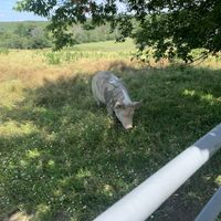 Pig at Farm Sanctuary in Watkins Glen