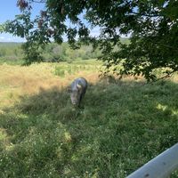 Oinker  at Farm Sanctuary in Watkins Glen