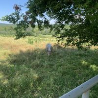 Pig at Farm Sanctuary in Watkins Glen