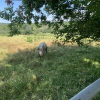 Pig at Farm Sanctuary in Watkins Glen