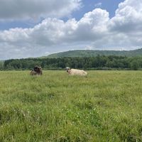   at Farm Sanctuary in Watkins Glen