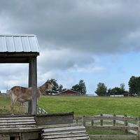   at Farm Sanctuary in Watkins Glen