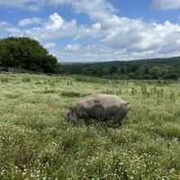 Pig in a field of flowers  at Farm Sanctuary in Watkins Glen