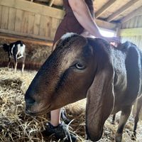   at Farm Sanctuary in Watkins Glen