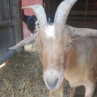  at Farm Sanctuary in Watkins Glen