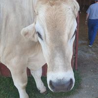  at Farm Sanctuary in Watkins Glen