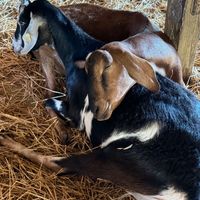  at Farm Sanctuary in Watkins Glen
