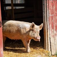  at Farm Sanctuary in Watkins Glen