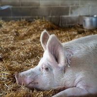  at Farm Sanctuary in Watkins Glen