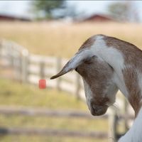  at Farm Sanctuary in Watkins Glen