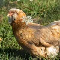  at Farm Sanctuary in Watkins Glen