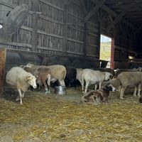   at Farm Sanctuary in Watkins Glen