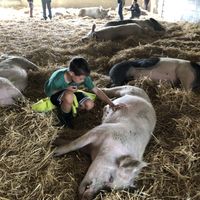 Belly rubs! at Farm Sanctuary in Watkins Glen