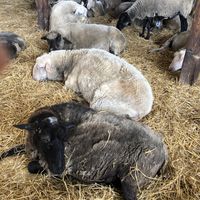 Sheeple barn. Lots of fans going on a hot day!  Everyone’s choosing to be inside, but they also have a huge pasture! at Farm Sanctuary in Watkins Glen
