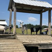 Goat playground! at Farm Sanctuary in Watkins Glen