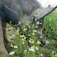 Pig grazin at Farm Sanctuary in Watkins Glen