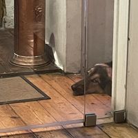   at O Gambuzino in Lisbon