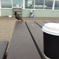 Starlings- do not feed! at Hiker Cafe in Bournemouth