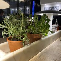fresh herbs (rosemary and basil )  at Vapiano - Sihlcity in Zurich