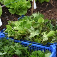 Vegetables and salads grown in the kitchen garden at Sculpture by the Lakes for The Gallery Cafe  at The Gallery Cafe in Dorchester