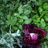Vegetables and salads grown in the kitchen garden at Sculpture by the Lakes for The Gallery Cafe  at The Gallery Cafe in Dorchester