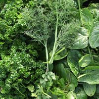 Vegetables and salads grown in the kitchen garden at Sculpture by the Lakes for The Gallery Cafe  at The Gallery Cafe in Dorchester