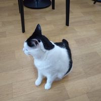 S or W at Catz Cafe in Dusseldorf