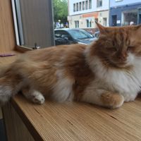 I want to call him Larry but that’s not right  at Catz Cafe in Dusseldorf