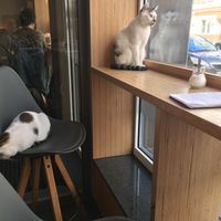😊 at Catz Cafe in Dusseldorf